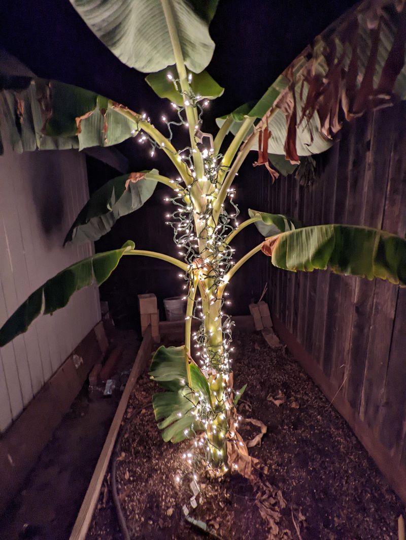 Protect the Arizona Plant From Heat, Frost, and False Expectations