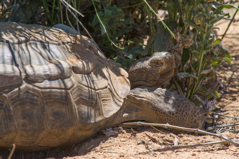 Protect the Arizona Visitor Without Interfering Protect the Arizona Visitor Without Interfering