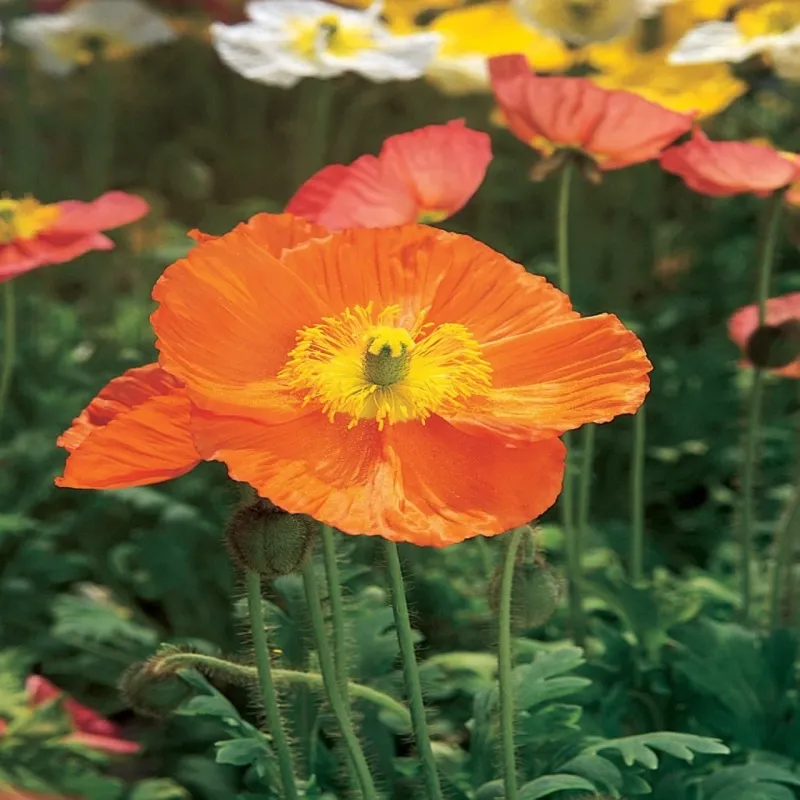 Protect the Next Seed Crop After Bloom