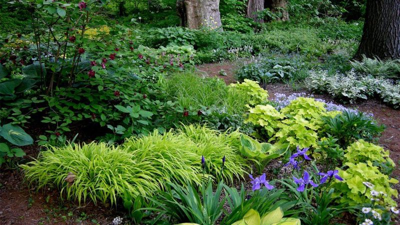 Protect the fir while planting Protect the fir while planting