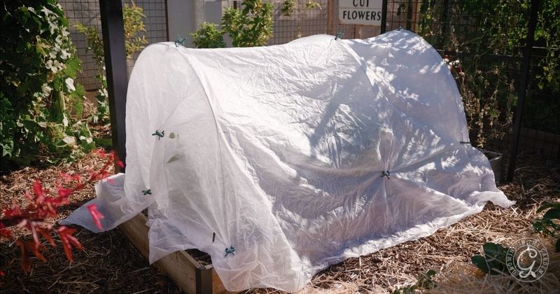 Protect the plant during a short freeze