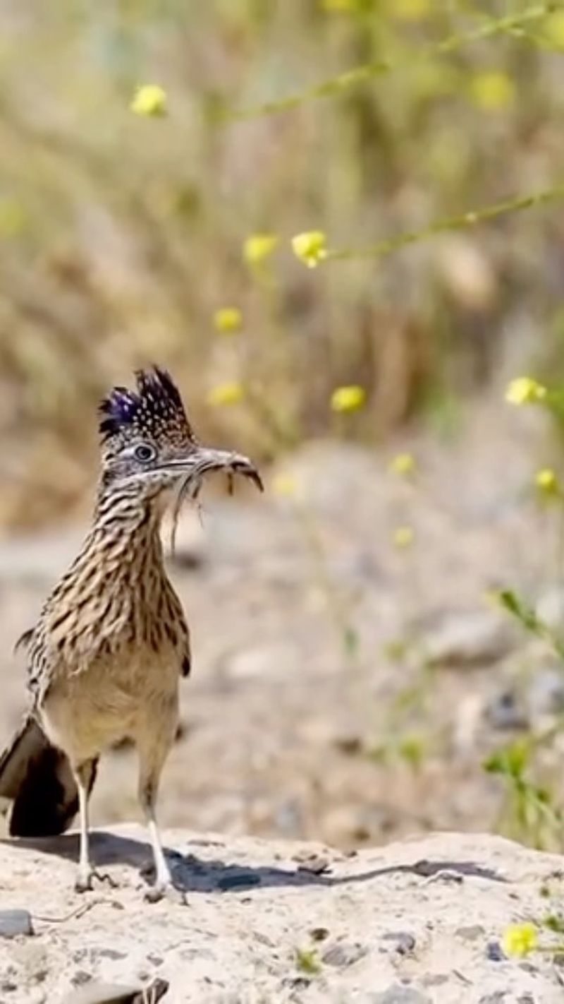 Protect the prey base while weighing the wildlife tradeoffs