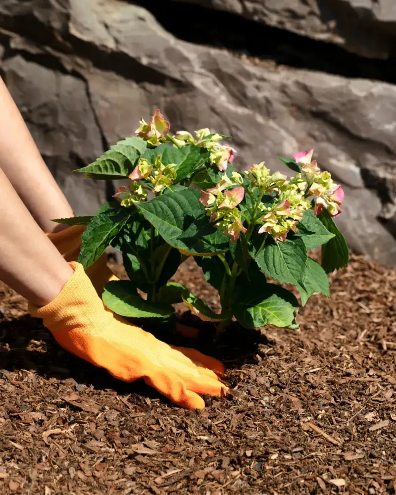 Protect the stems now and reassess after the next flowering cycle