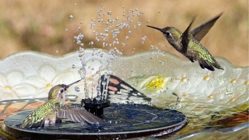 Protect water and the insects hummingbirds need