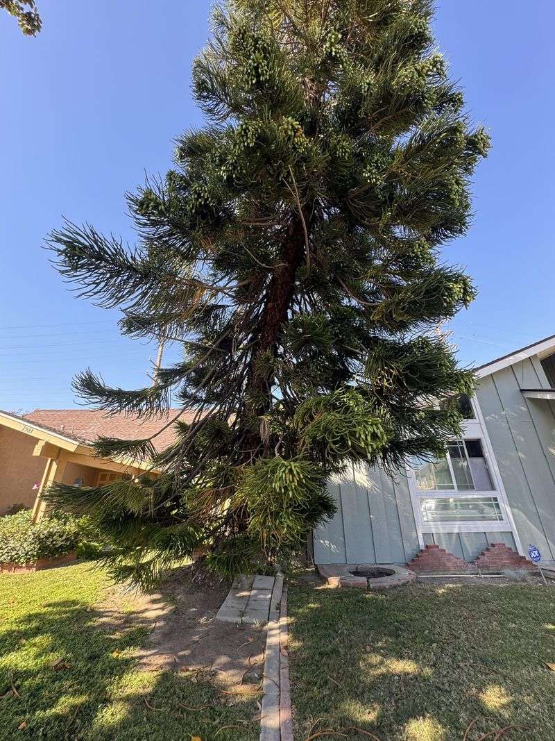 Protected Trees Can Require A Permit Protected Trees Can Require A Permit