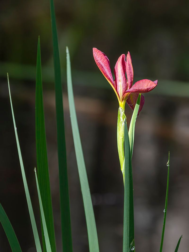 Protecting A Flower With Nowhere Else To Go Protecting A Flower With Nowhere Else To Go