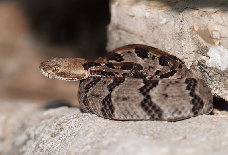 Protecting A Threatened Neighbor