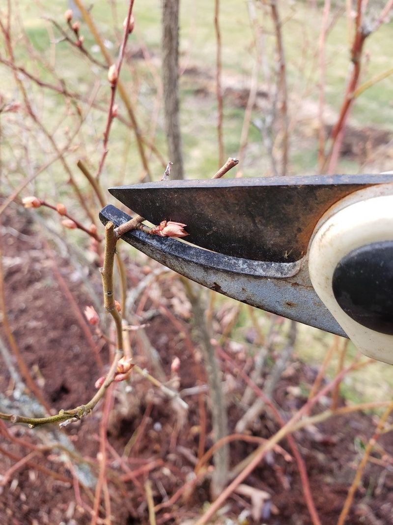 Protecting Fall Growth Helps Prepare The Bushes For Spring Protecting Fall Growth Helps Prepare The Bushes For Spring