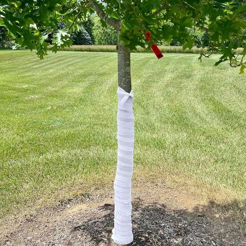 Protecting The Lower Trunk Can Make A Big Difference