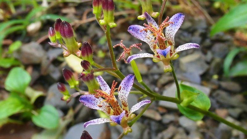 Protecting Toad Lilies From Slugs And Snails