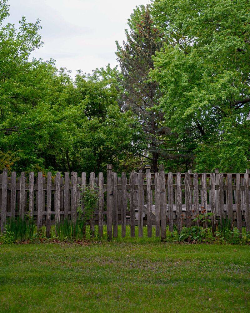 Protecting Your Yard While Coexisting With Elk Protecting Your Yard While Coexisting With Elk