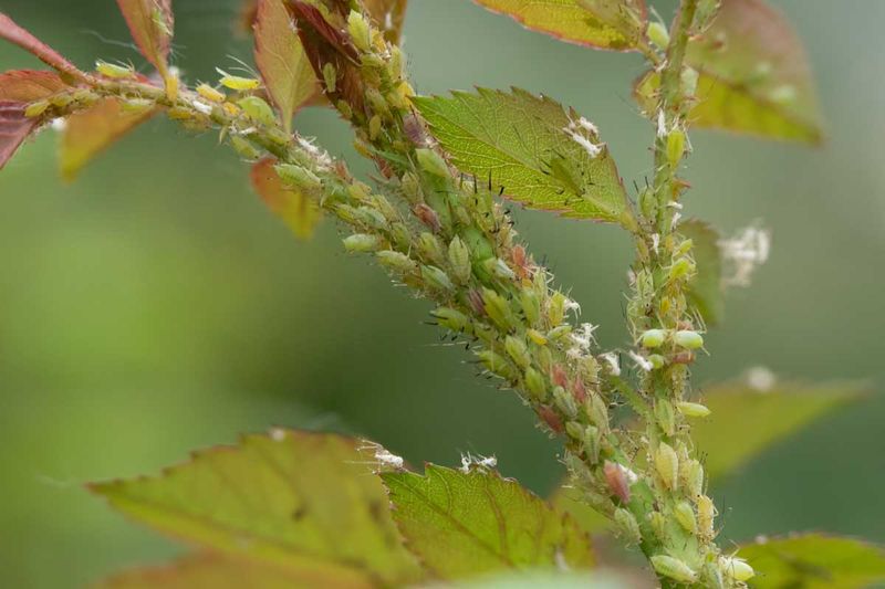 Protection From Pests