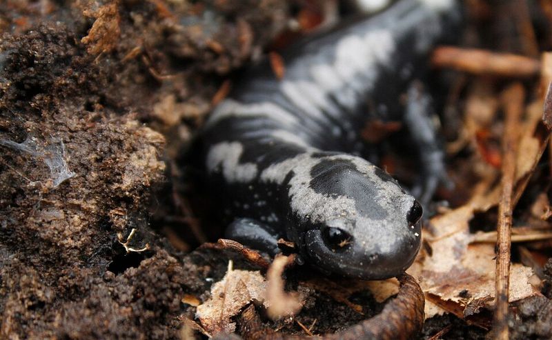 Protection Plans For New Jersey Woodlands