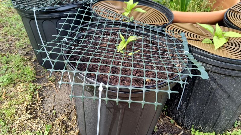 Protective Barriers Can Save Fall Plantings Protective Barriers Can Save Fall Plantings