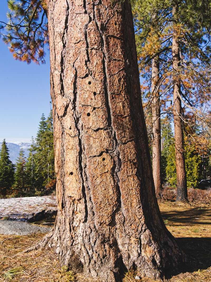 Protective Treatments Can Buy Good Trees More Time