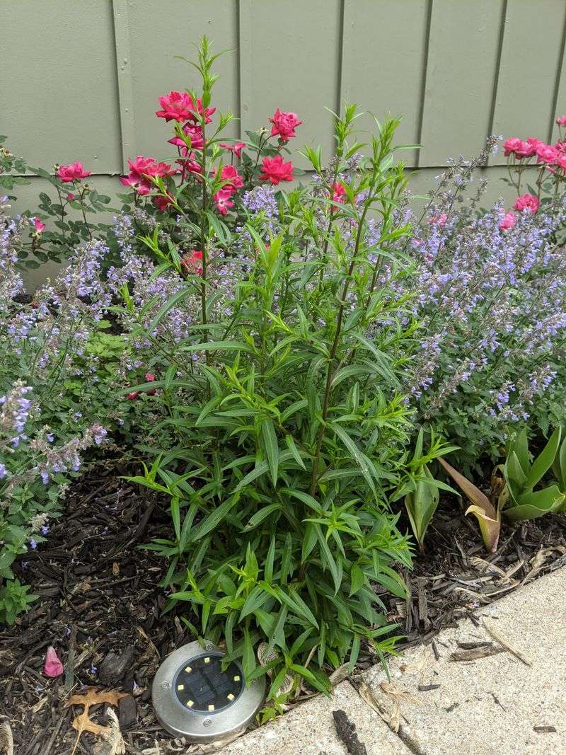 Provide Enough Sunlight For Fall Flowers Provide Enough Sunlight For Fall Flowers