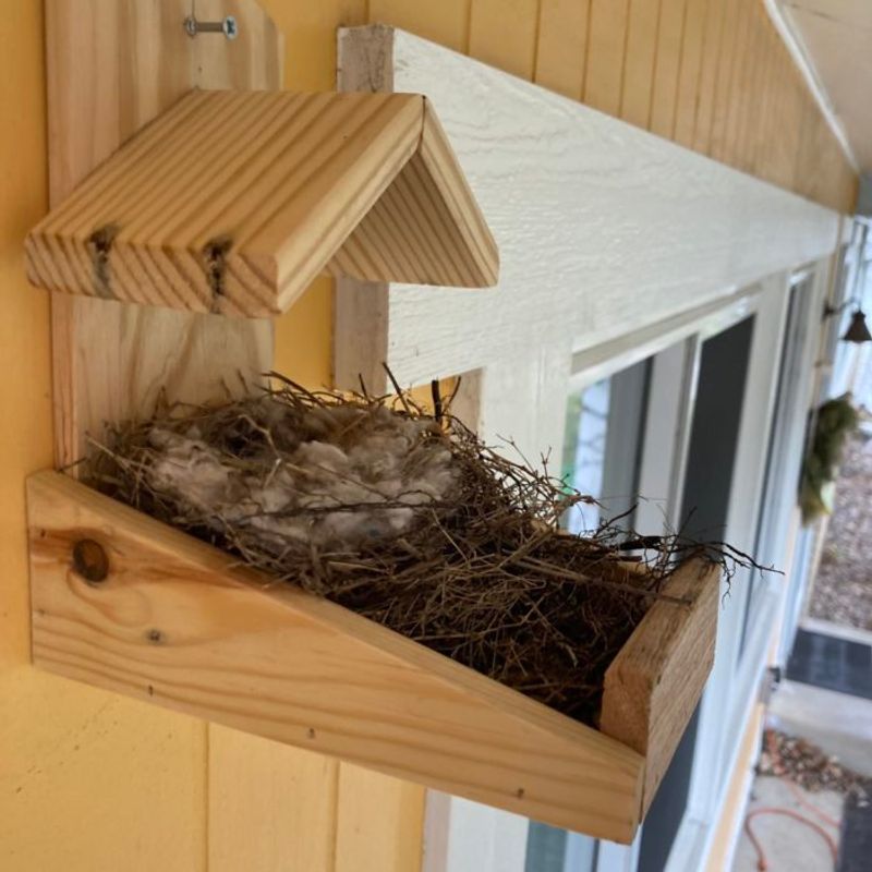 Provide Safe Nesting Spots Around Your Home Provide Safe Nesting Spots Around Your Home