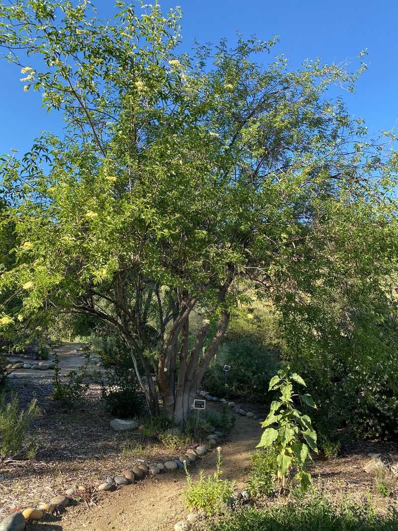 Provides Welcome Shade In Arizona's Intense Sun