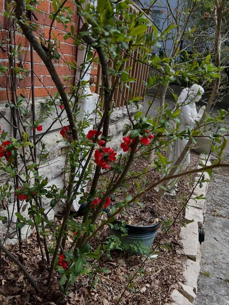 Prune After Spring Flowering Instead Prune After Spring Flowering Instead