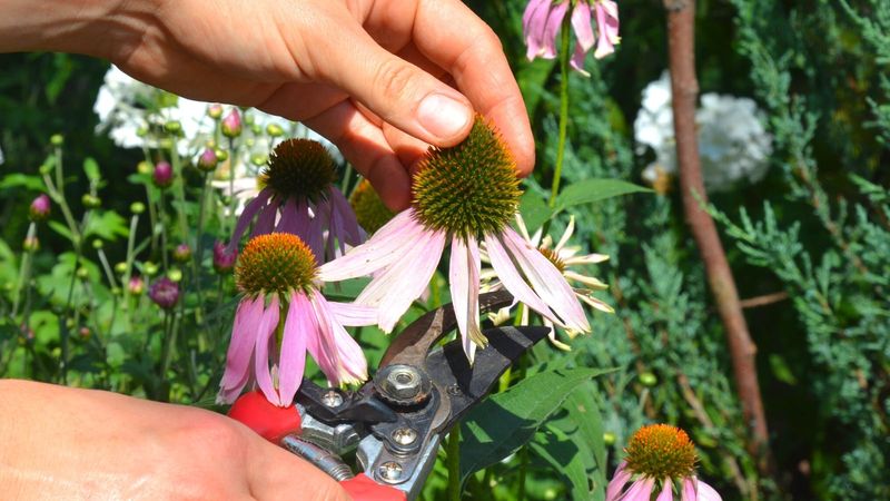 Prune Arizona Coneflowers at the Right Moment