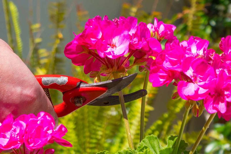 Prune Arizona Geraniums for Optimal Shape and Vigor Prune Arizona Geraniums for Optimal Shape and Vigor