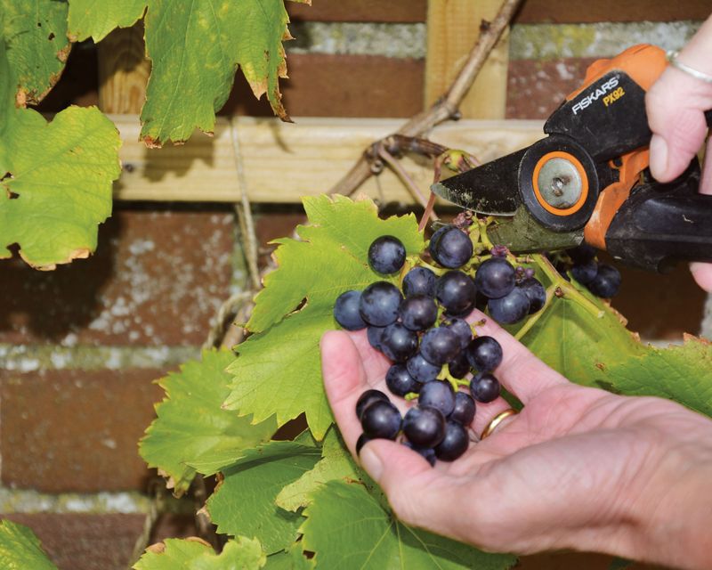 Prune At The Right Time To Support Future Grape Production