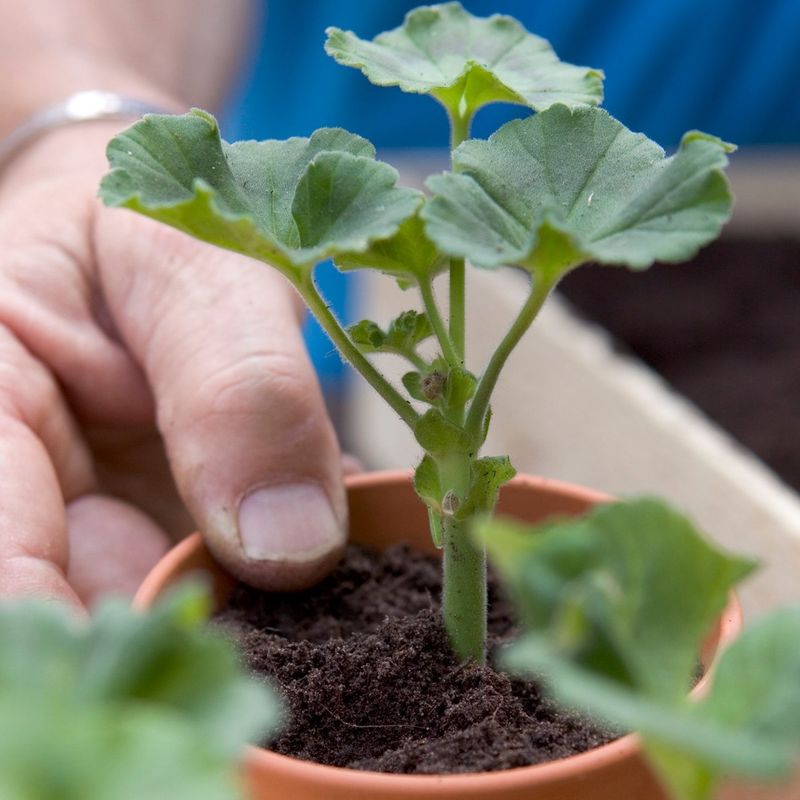 Prune Before Or After Bringing Them Inside