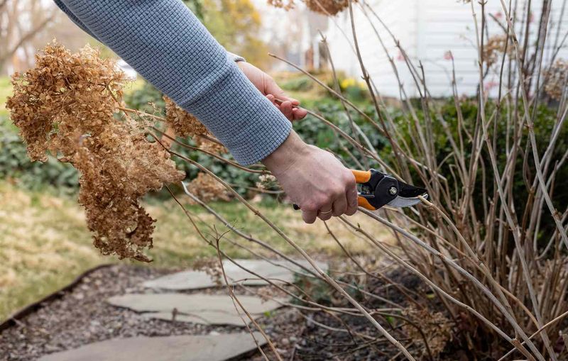 Prune Damaged Branches Without Going Overboard