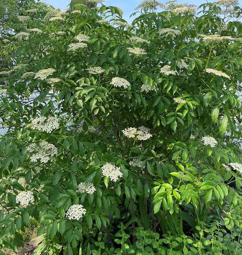 Prune Elderberry For Better Structure Prune Elderberry For Better Structure
