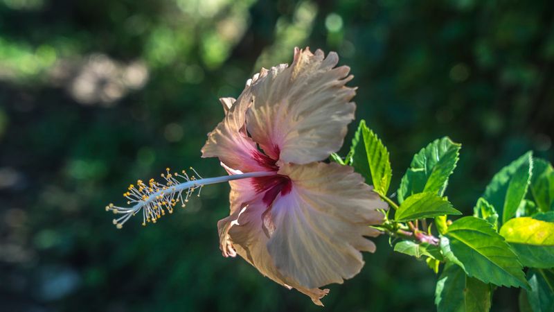 Prune Hibiscus To Encourage Fresh Growth And More Blooms