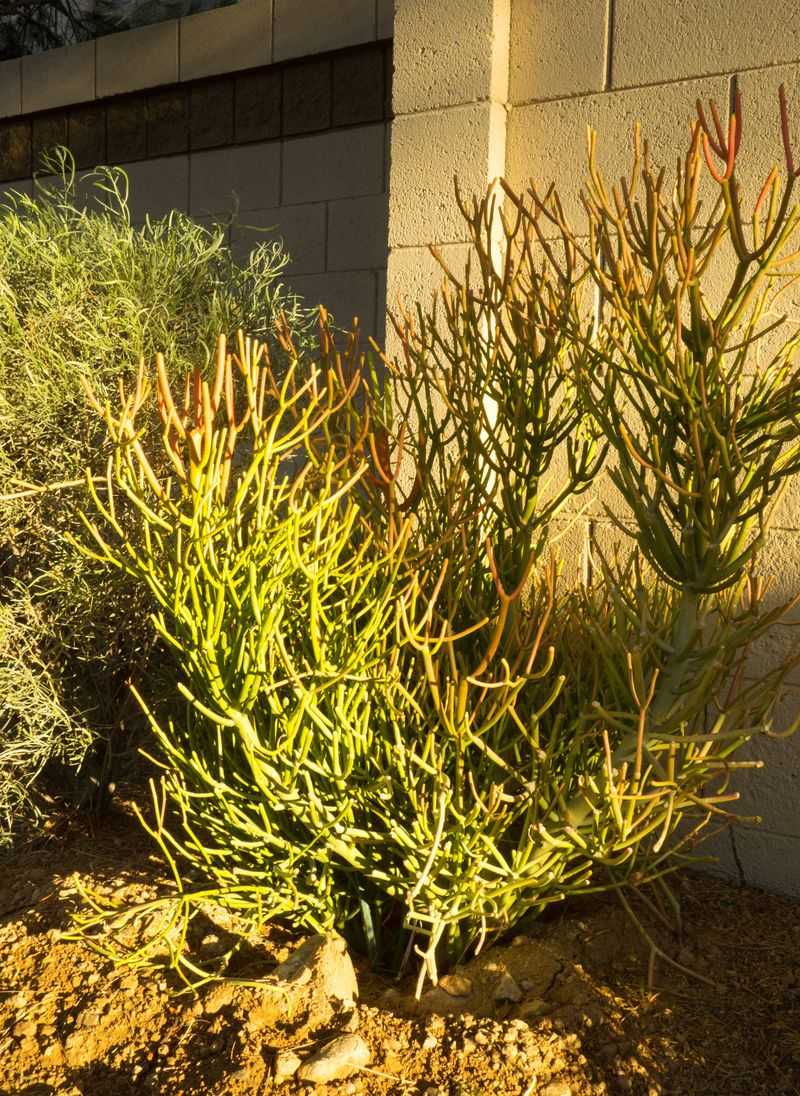 Prune It as a Latex-Hazard Plant