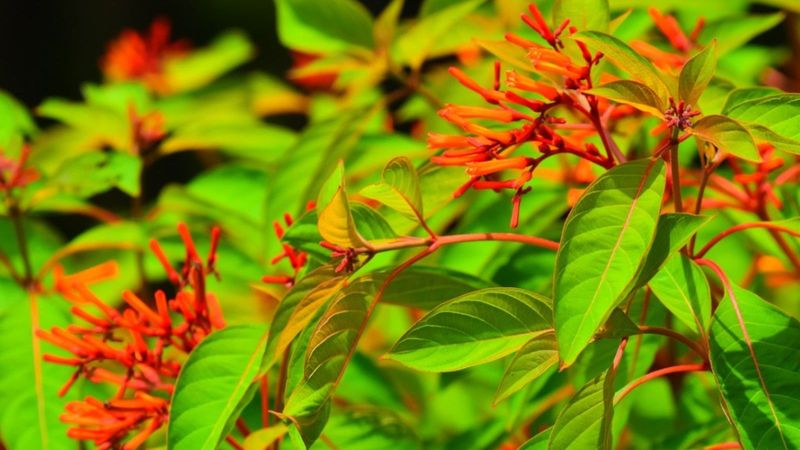 Prune Later Without Sacrificing Next Season's Growth Prune Later Without Sacrificing Next Season's Growth