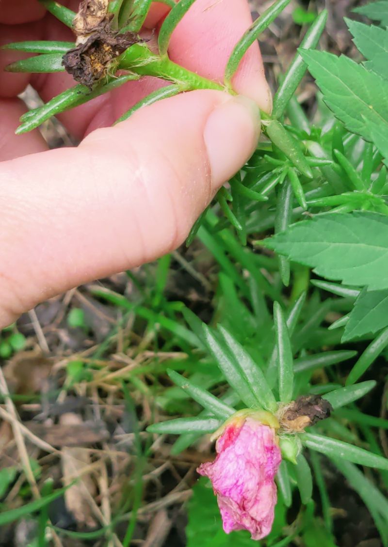 Prune Leggy Growth