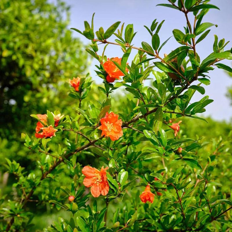 Prune Lightly To Protect Fruiting Wood Prune Lightly To Protect Fruiting Wood