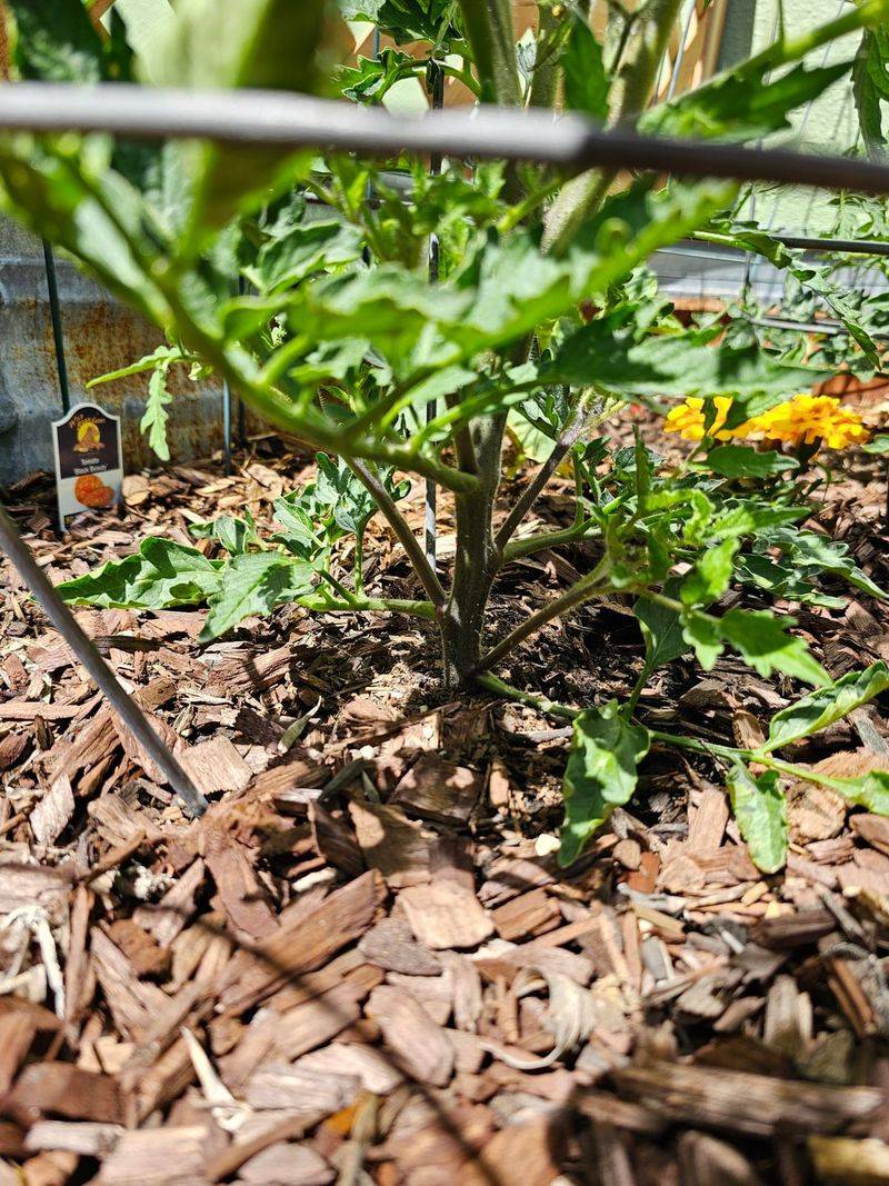 Prune Lightly To Redirect Energy