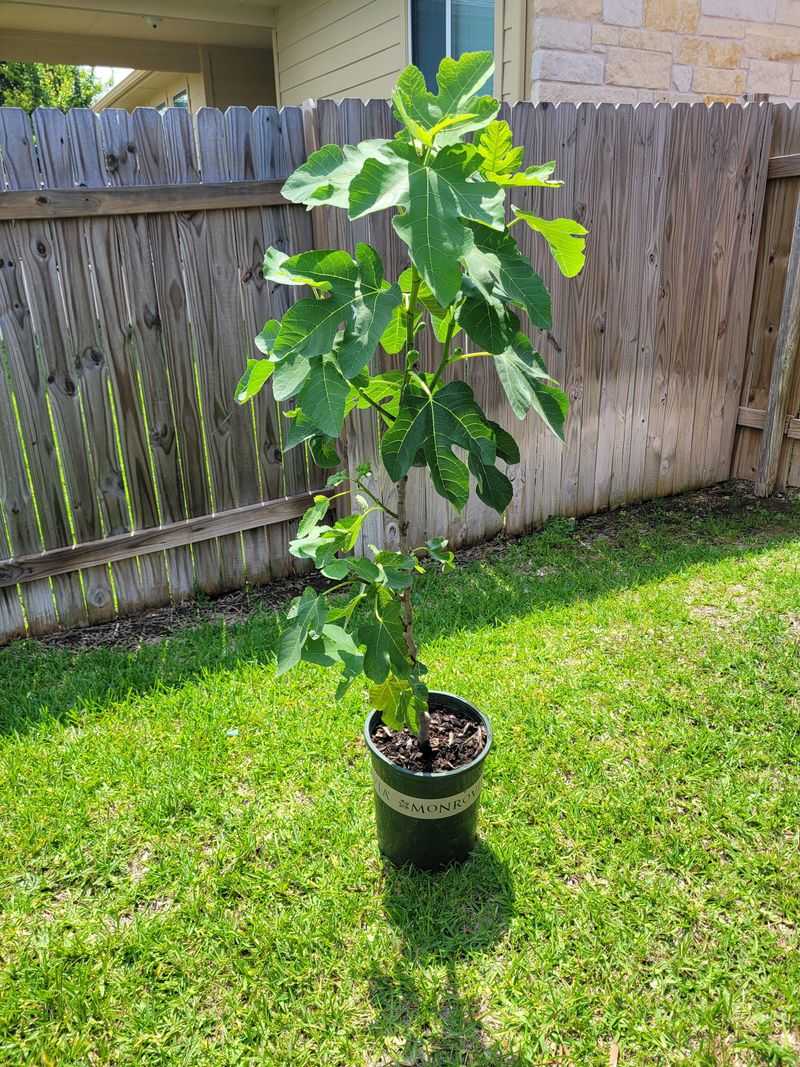 Prune Selectively, Not Aggressively