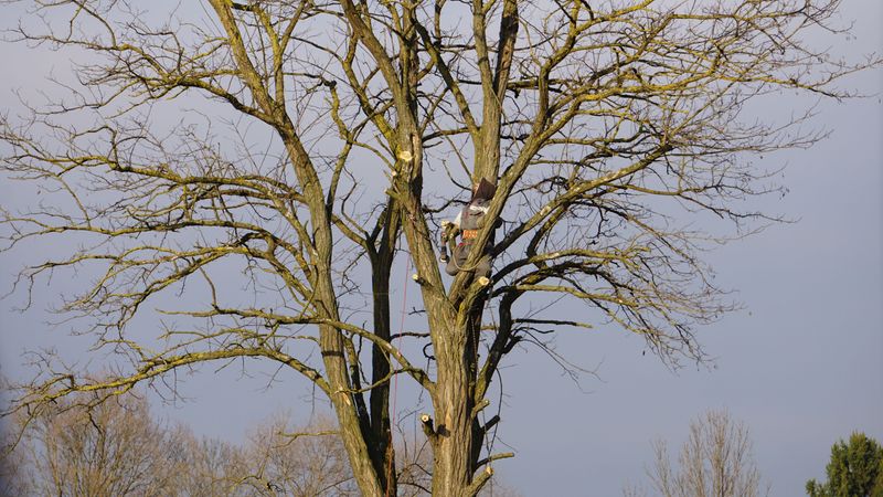 Prune Tree Limbs For Wind, Not Just Ice Prune Tree Limbs For Wind, Not Just Ice
