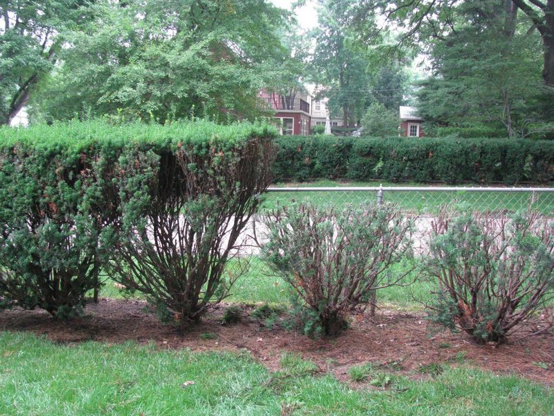 Prune Yew Shrubs For A Neater Fall Shape