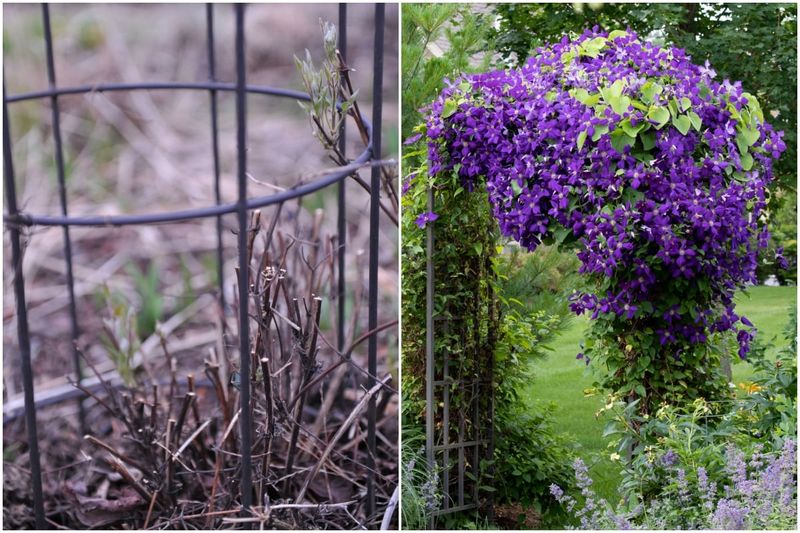 Prune Your Clematis by Type in Arizona Prune Your Clematis by Type in Arizona