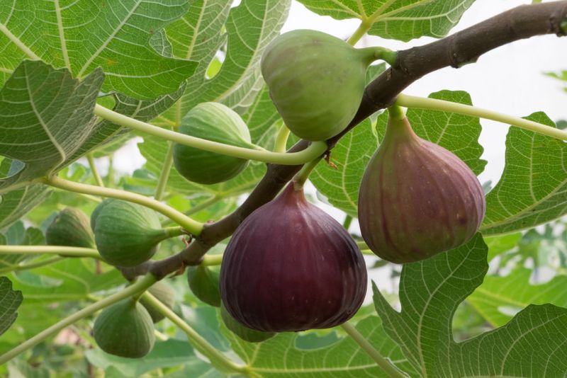 Prune for Maintenance, Not a Guaranteed Fig Count