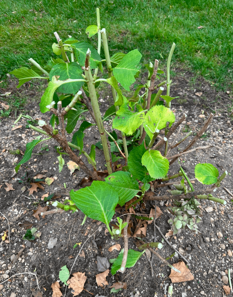 Pruning At The Wrong Time Removed Next Year's Buds Pruning At The Wrong Time Removed Next Year's Buds