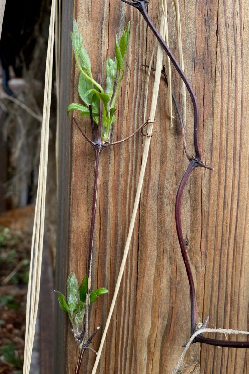 Pruning At The Wrong Time