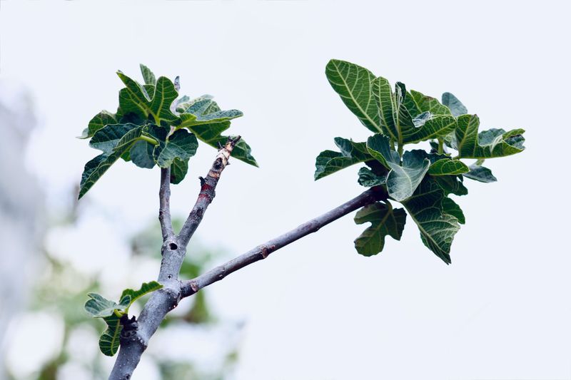 Pruning Habits Changed The Outcome