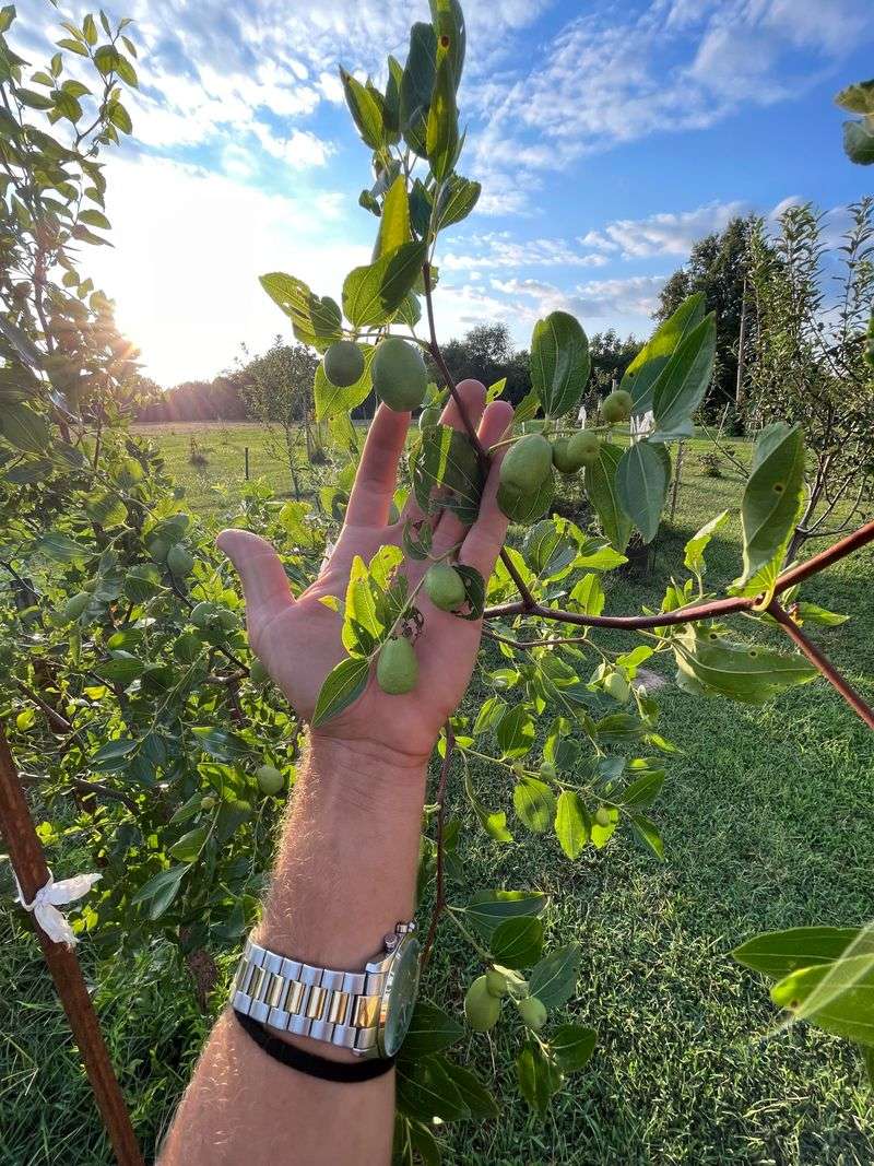 Pruning Helps Keep Harvesting More Manageable