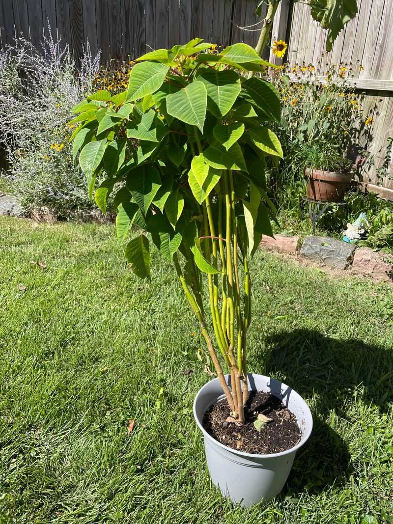 Pruning Now Can Delay Poinsettia Color Pruning Now Can Delay Poinsettia Color