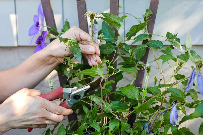 Pruning The Wrong Clematis At The Wrong Time Pruning The Wrong Clematis At The Wrong Time