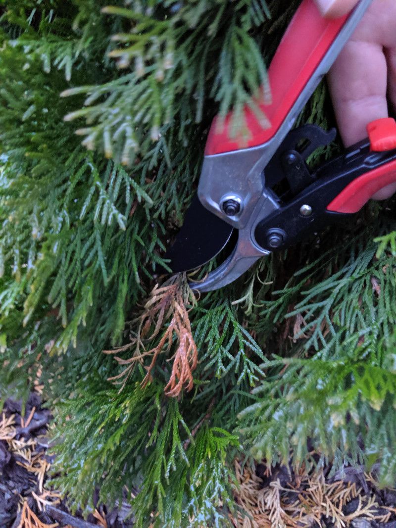 Pruning Too Late Before Winter Arrives Pruning Too Late Before Winter Arrives