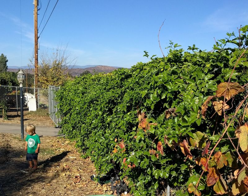 Pruning keeps the vine on its assigned fence section Pruning keeps the vine on its assigned fence section