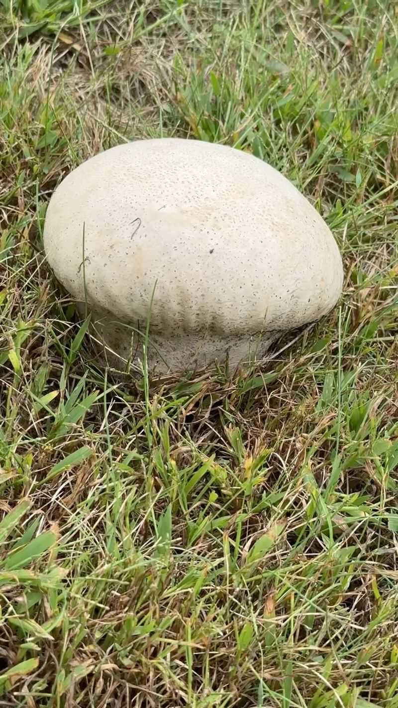 Puffball Mushrooms Rising From Hidden Roots Puffball Mushrooms Rising From Hidden Roots