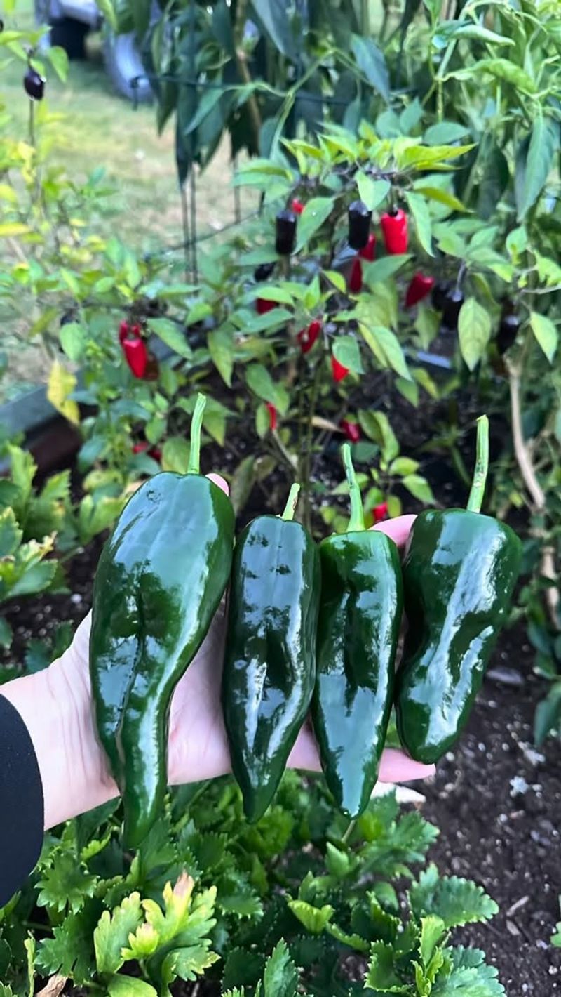 Pull Green Peppers Off Stressed Plants Pull Green Peppers Off Stressed Plants